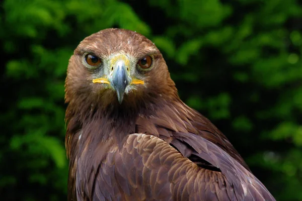 Vacker Utsikt Över Majestätisk Kungsörn Vild Natur — Stockfoto