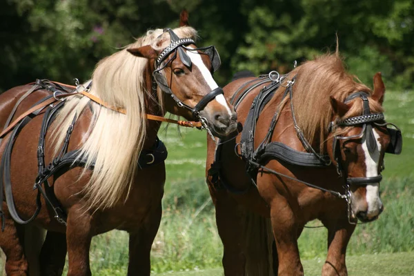 Paarden Overdag Buiten — Stockfoto