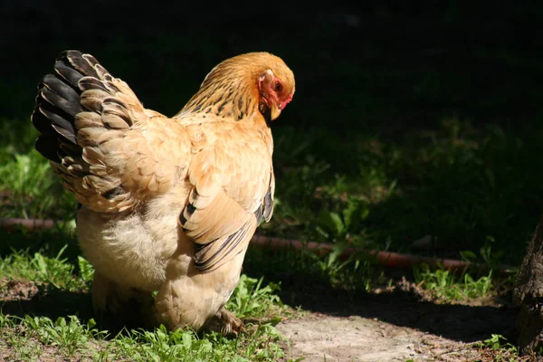 Festői Kilátás Gyönyörű Madár Természetben — Stock Fotó