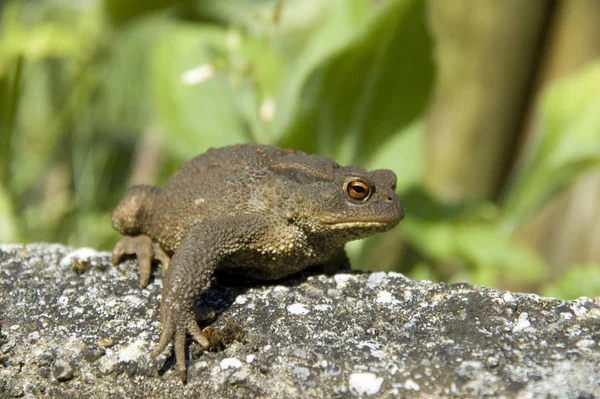 Toad Reptile Frog Amphibian Animal — Stock Photo, Image