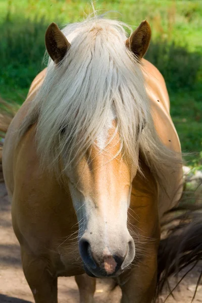 昼間は屋外の馬 — ストック写真