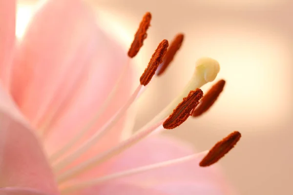 Nahaufnahme Der Schönen Lilienblüte — Stockfoto