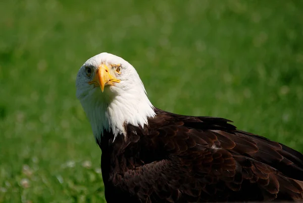 Vista Panorámica Del Majestuoso Águila Calva — Foto de Stock