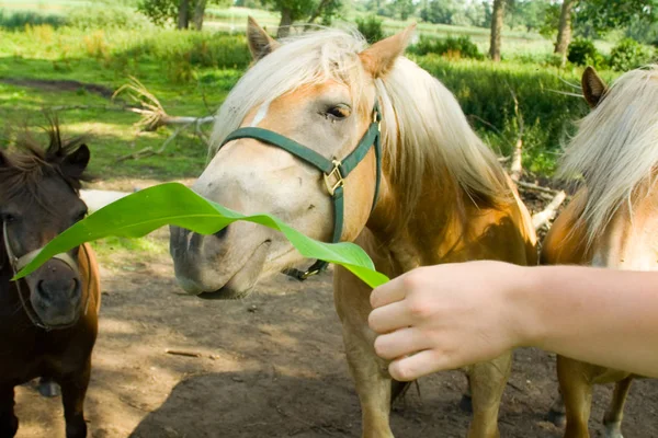 Paarden Overdag Buiten — Stockfoto