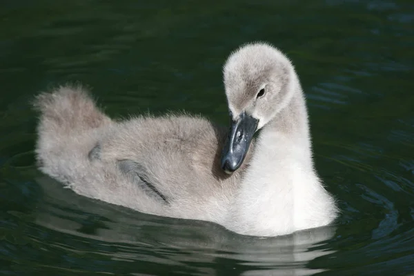 Schilderachtig Uitzicht Majestueuze Zwaan Natuur — Stockfoto