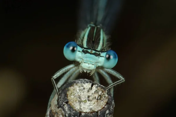 Natureza Bug Com Asas Natureza Inseto — Fotografia de Stock