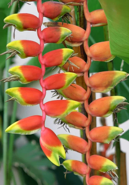 Heliconia Flor Tropical Con Pétalos Rojos Garras Langosta —  Fotos de Stock