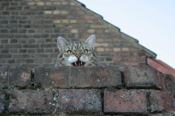 Kat Muur — Stockfoto