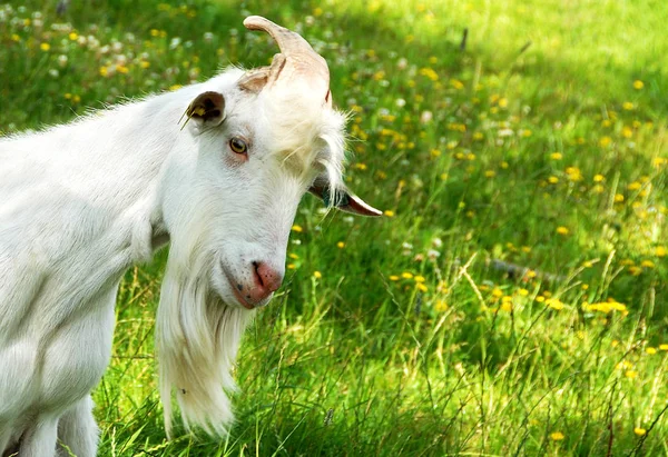 Domestic Livestock Farm Pasture — Stock Photo, Image