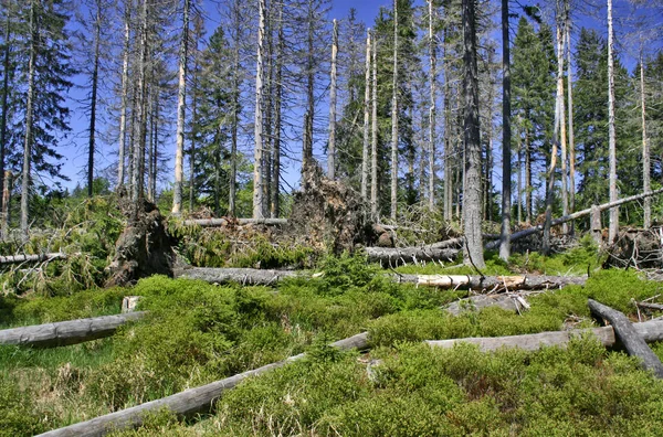 Preso Parco Nazionale Forestale Bavarese Maggio 2007 — Foto Stock