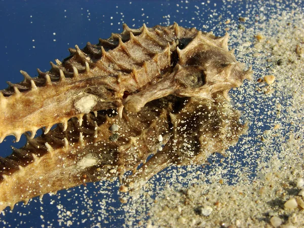 Het Zeepaardje Hippocampus Zijn Opvallend Door Hun Uiterlijk Haar Hoofd — Stockfoto