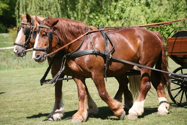 Caballos Aire Libre Durante Día — Foto de Stock