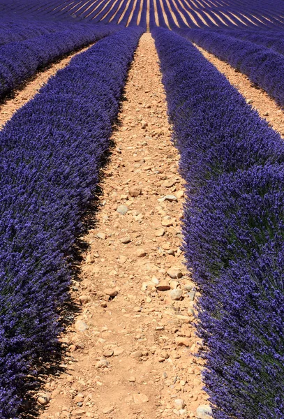 Ainda Campo Lavanda Cheira Poço Vertical — Fotografia de Stock