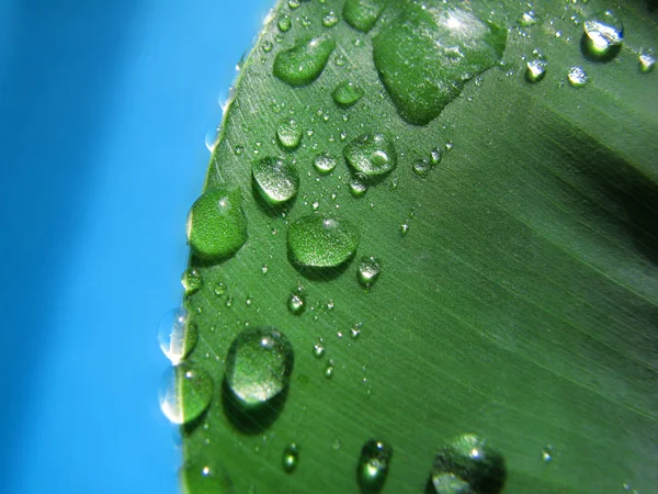 식물의 물방울이 떨어진다 — 스톡 사진