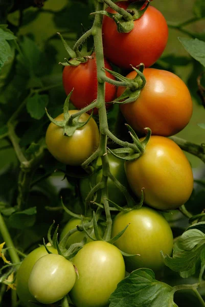 Tomates Dans Serre — Photo