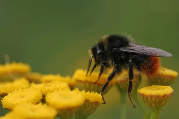 Closeup View Insect Nature — Stock Photo, Image