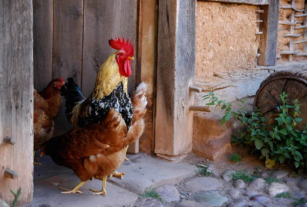 Doğadaki Güzel Kuşun Manzarası — Stok fotoğraf