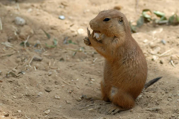 Animales Diferentes Enfoque Selectivo — Foto de Stock