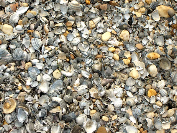 Muszle Morskie Muszle Małży — Zdjęcie stockowe