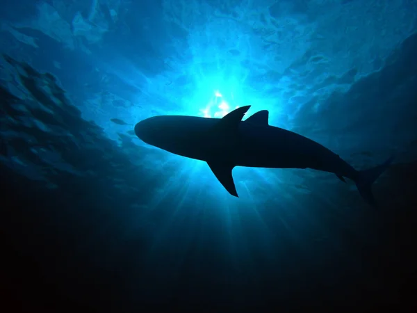 Marine Shark Dangerous Predator — Stock Photo, Image