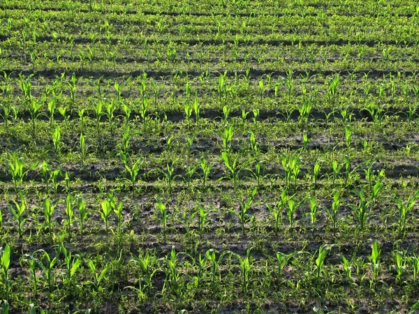 Agricultura Campo Milho Terras Agrícolas Plantas Campo — Fotografia de Stock