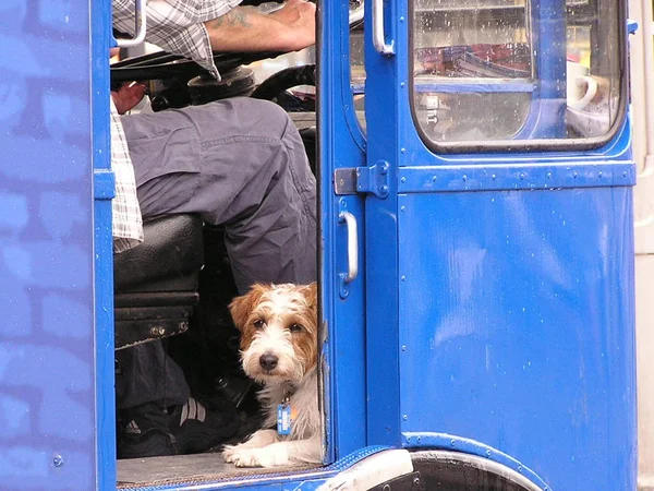 Cão Está Esperando Pelo Proprietário — Fotografia de Stock