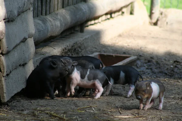 动物园里的猪 — 图库照片