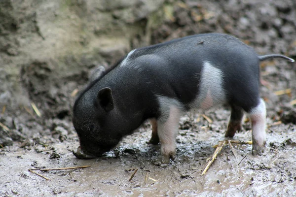 Cerdo Suelo — Foto de Stock