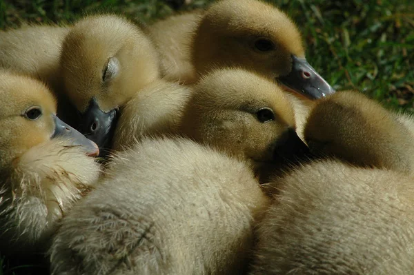 Poussins Câlins Sur Prairie — Photo