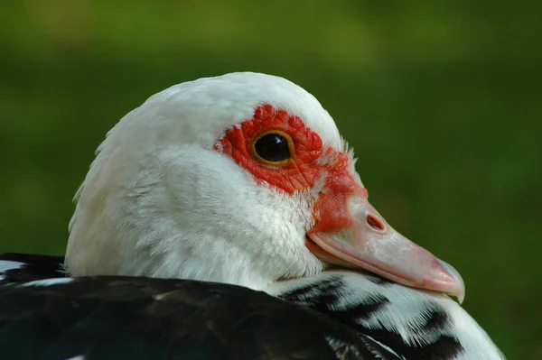 Porträtt Ett Vårtsvin — Stockfoto