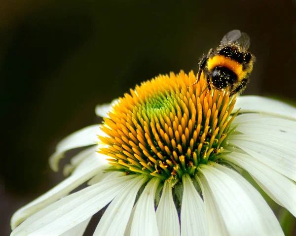 아름다운 호박벌 벌레를 가까이 — 스톡 사진
