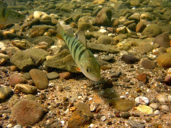 Szenischer Blick Auf Die Unterwasserwelt — Stockfoto