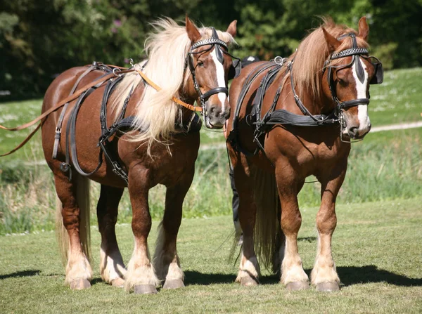 Pferde Tagsüber Freien — Stockfoto