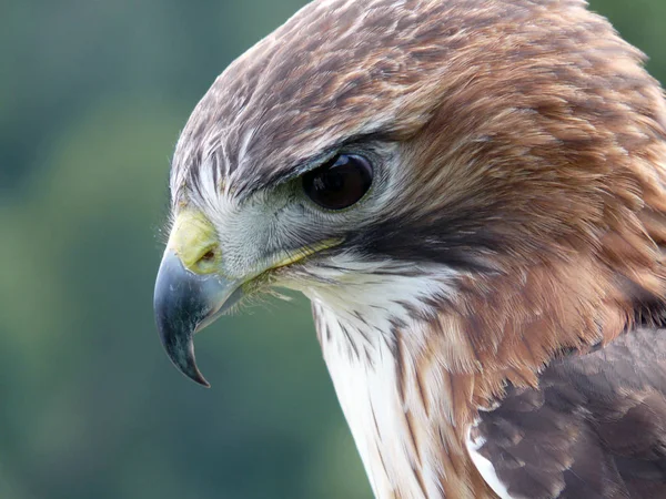 Nahaufnahme Eines Falken Kopf Detail — Stockfoto