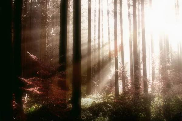 Geheimnisvoller Morgen Wald — Stockfoto
