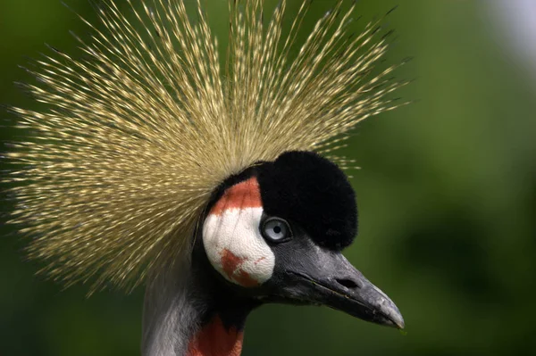 Vista Panorámica Hermoso Pájaro Naturaleza — Foto de Stock