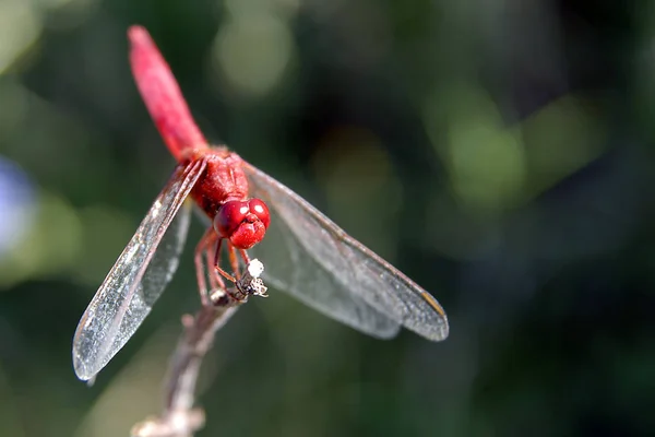 Vue Macro Rapprochée Insecte Libellule — Photo