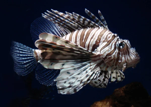 Риба Левиця Морській Під Водою Морське Життя — стокове фото