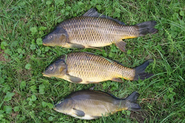 草の上の新鮮な緑の魚 — ストック写真