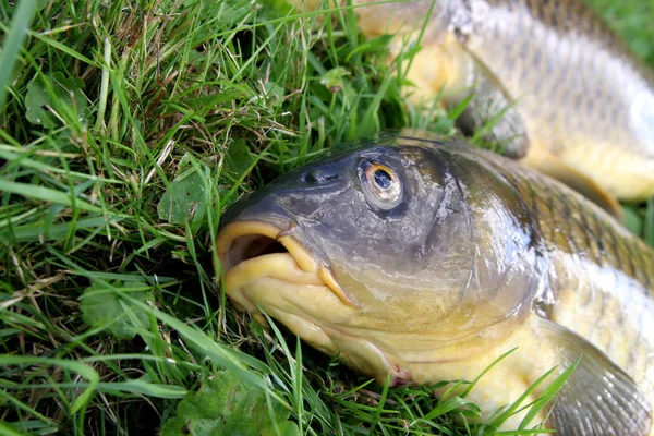 Poisson Frais Sur Herbe — Photo