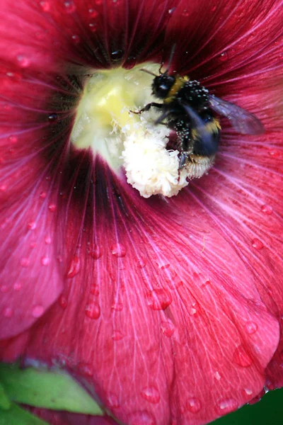 Ptaków Pszczół Muczy Ogród — Zdjęcie stockowe