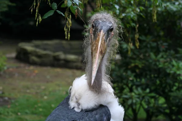 Malebný Pohled Krásné Marabou Ptáka — Stock fotografie