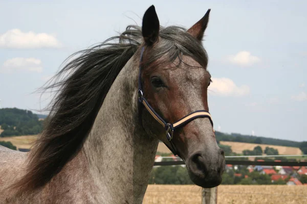 Säugetier Pferd Reinrassig — Stockfoto