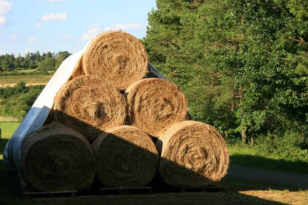 Cosecha Campo Agrícola Pacas Paja — Foto de Stock