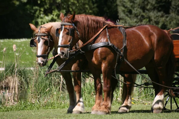 Paarden Overdag Buiten — Stockfoto