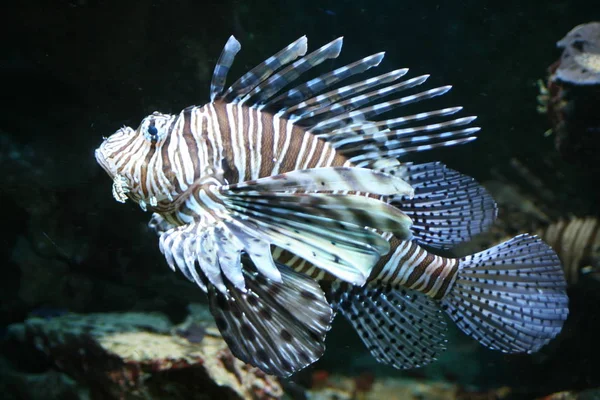 Vida Marinha Peixe Leão Marinho Água Animal Aquático — Fotografia de Stock