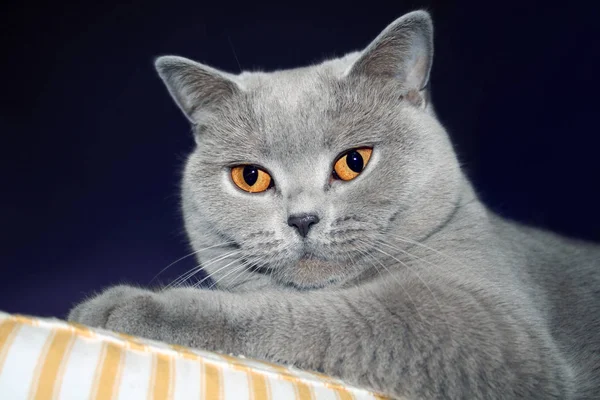 Retrato Lindo Gato — Foto de Stock