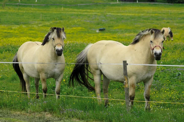 Chevaux Extérieur Jour — Photo