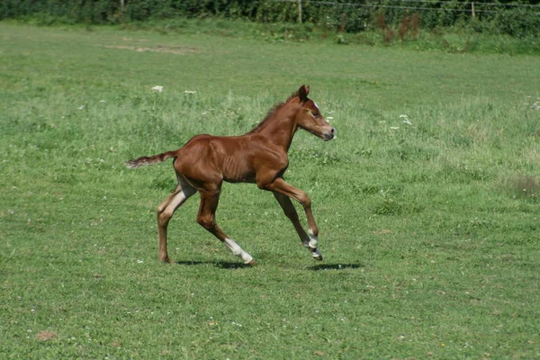 Schnell Wie Der Wind — Stockfoto