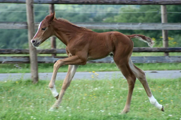 Schattig Paard Wilde Natuur — Stockfoto